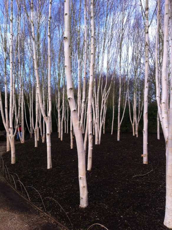 Birches in Anglesea Abbey gardens Winter Walk today. 