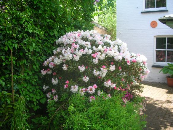 Rhododendron Yakushimanum 